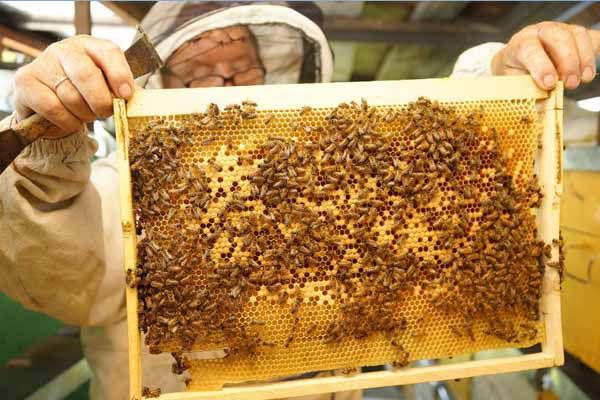 beekeeping-russia6