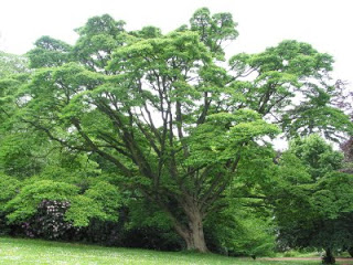 Barhat amurskiy Удивительный мир: как деревья влияют на человека