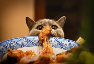 kak pravilno kormit koshku3 300x207 Чем кормить кошек: что им есть нельзя?