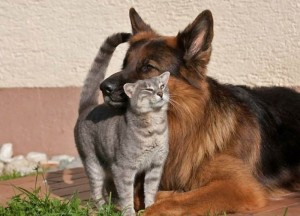 1109 300x216 Кошка и собака вместе: дружба или война?