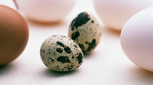 Perepeliny e yajtsa pol za i vred 300x166 Перепелиные яйца: польза и вред