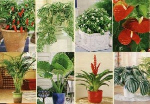 komnatnyie rasteniya foto i nazvaniya 300x209 Домашние комнатные растения: какие есть с ними приметы?