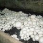 Бизнес план по выращиванию грибов